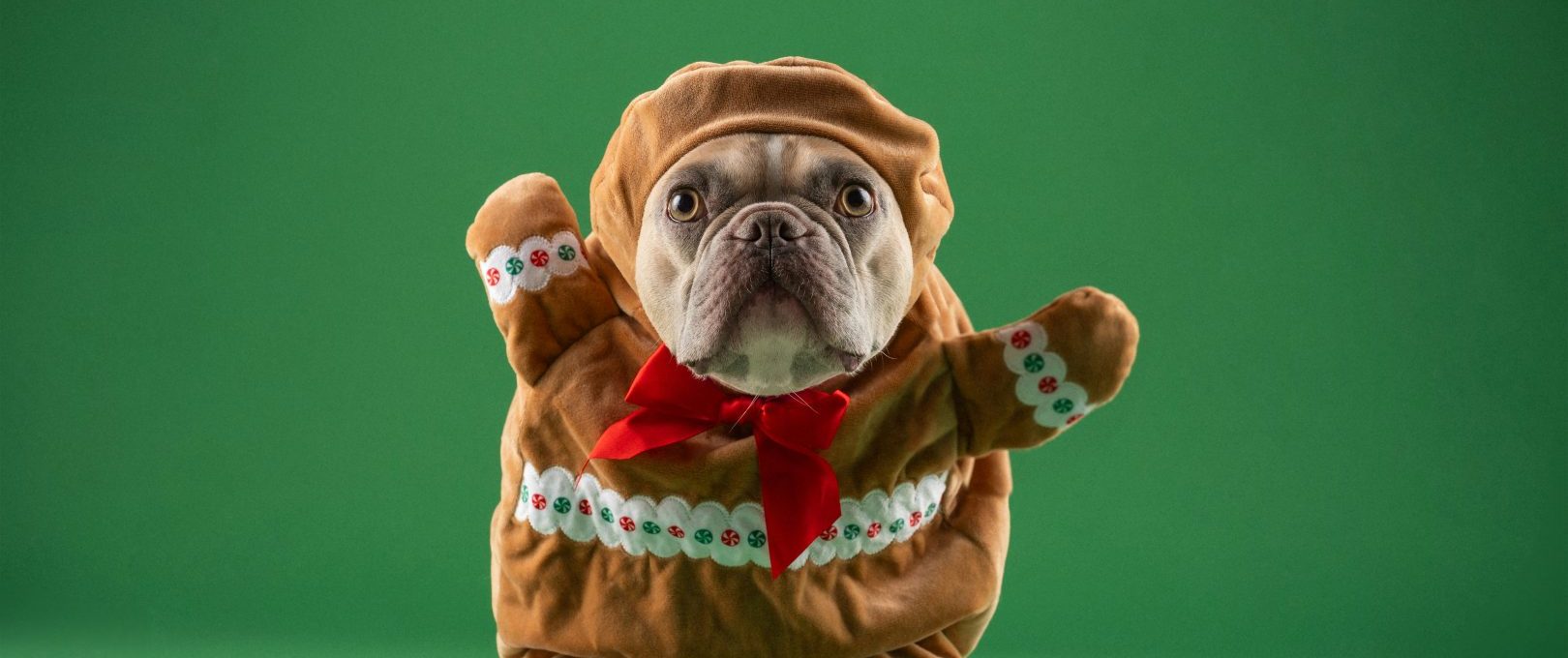 a dog dressed up as a gingerbread man at The Preslee