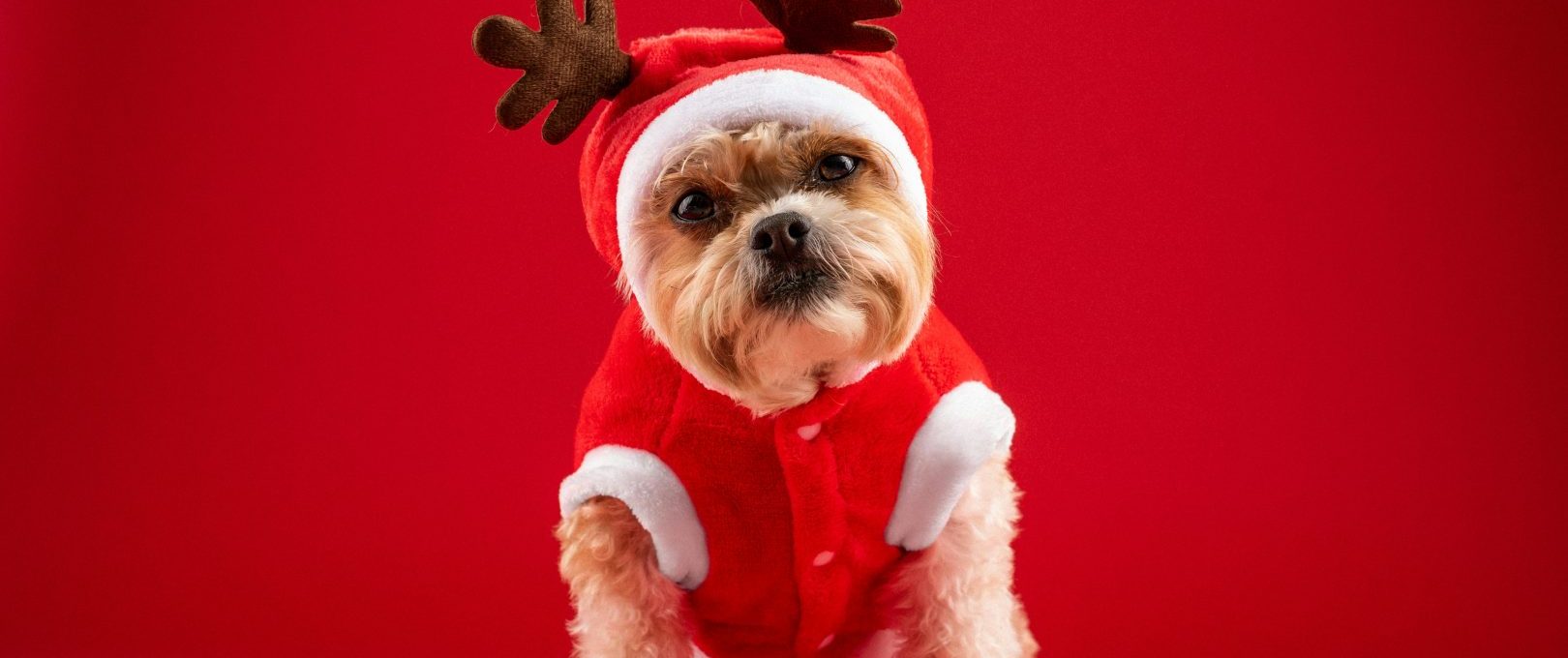 a small dog dressed in a reindeer outfit at The Preslee